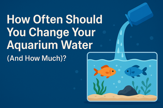 How Often Should You Change Your Aquarium Water (And How Much)?