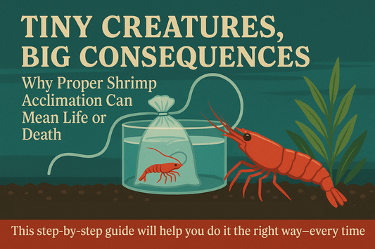 Acclimating Neocaridina & Caridina shrimp