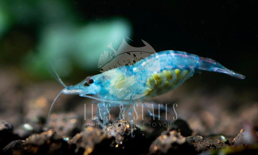 Blue Velvet Neocaridina Shrimp