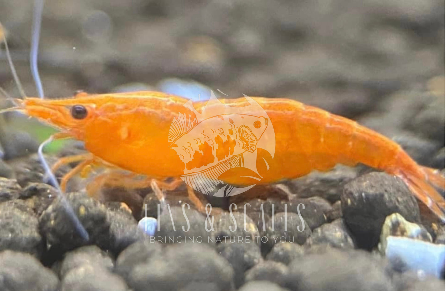 Orange Sunkist Neocaridina Shrimp