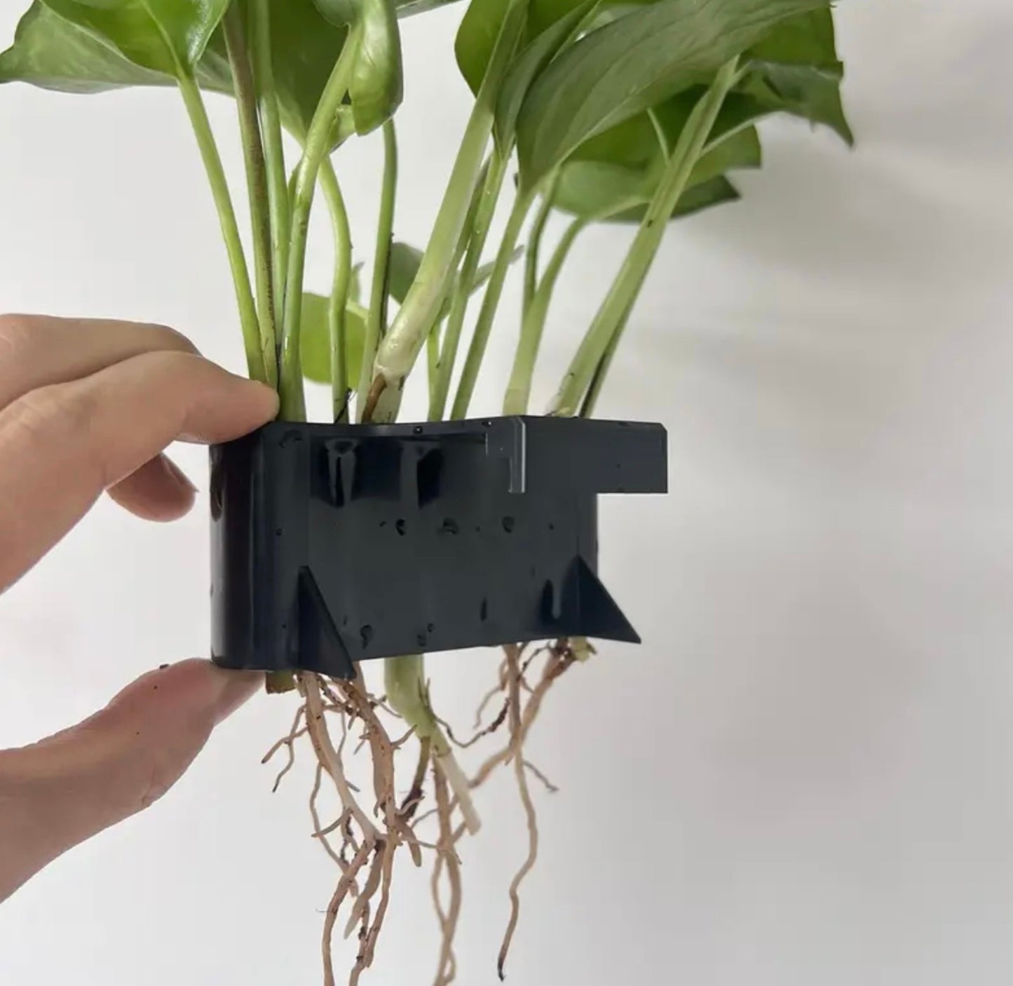 Aquarium Plant Holder