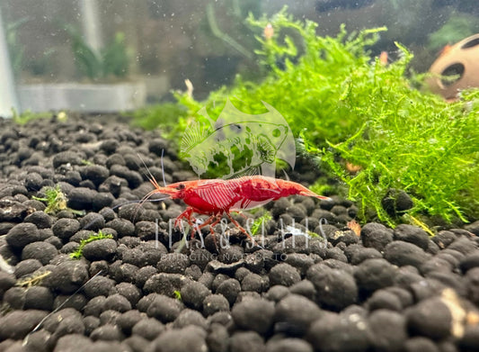 Fire Red Cherry Neocaridina Shrimp