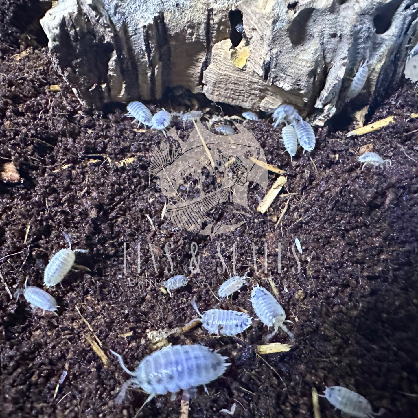 Dairy Cow Isopods (Porcellio Laevis)