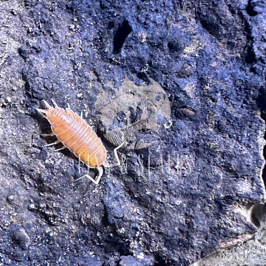 Powder Orange Isopods (Porcellio pruinosus)