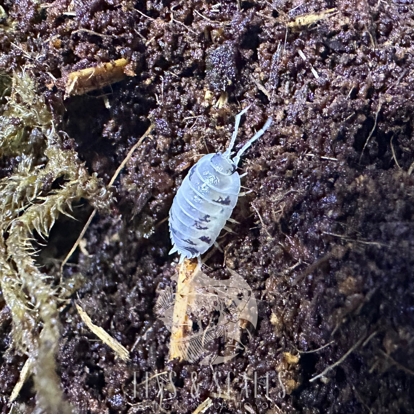 Dairy Cow Isopods (Porcellio Laevis)