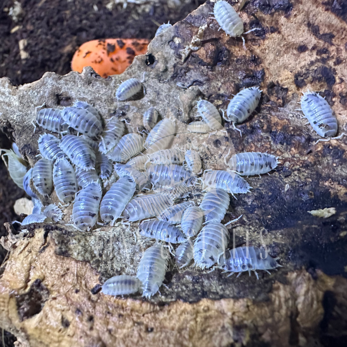 Dairy Cow Isopods (Porcellio Laevis)