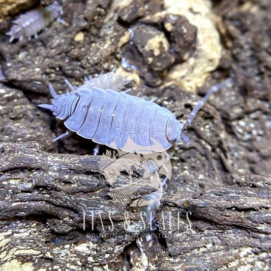 Powder Blue Isopods (Porcellio Pruinosus)