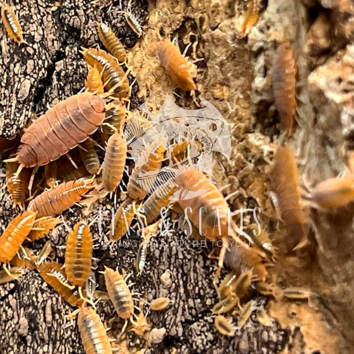 Powder Orange Isopods (Porcellio pruinosus)