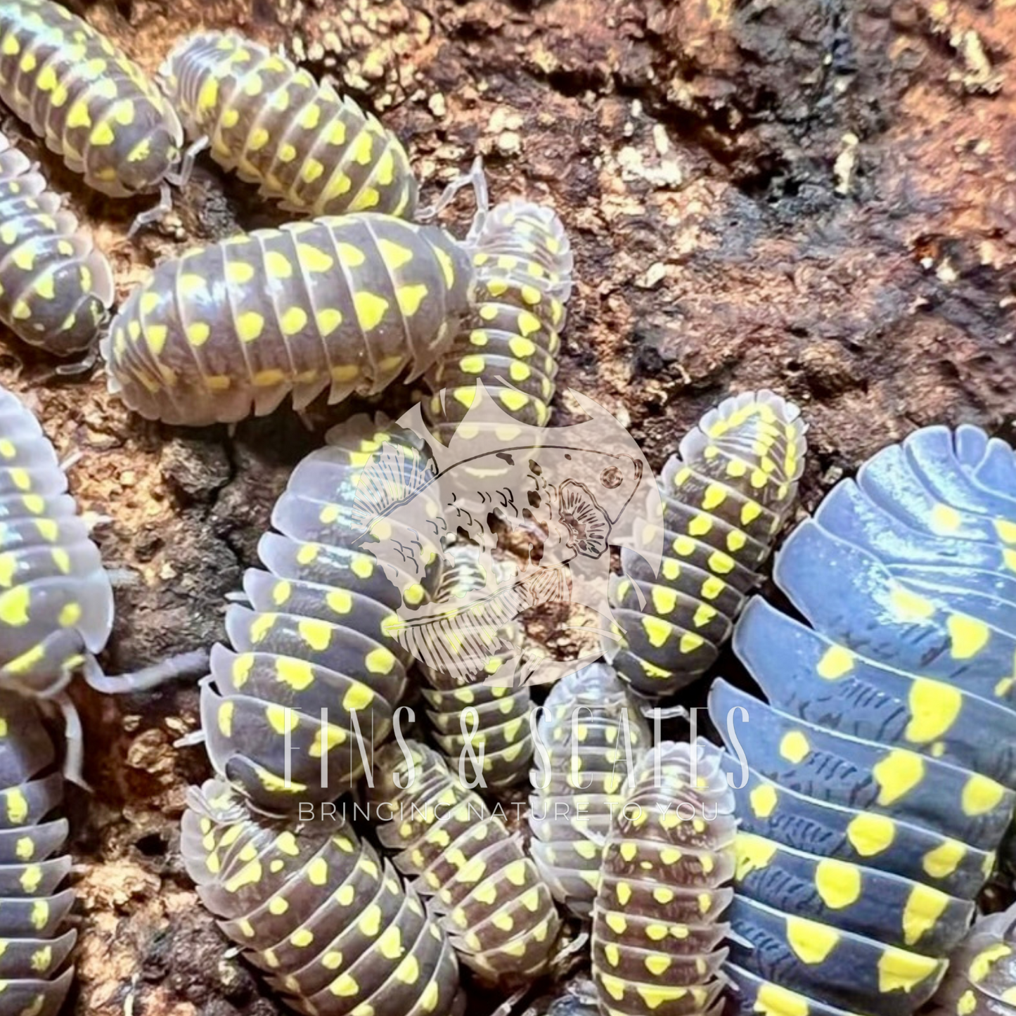 Gestroi Yellow Isopods (Armadillidium Gestroi)