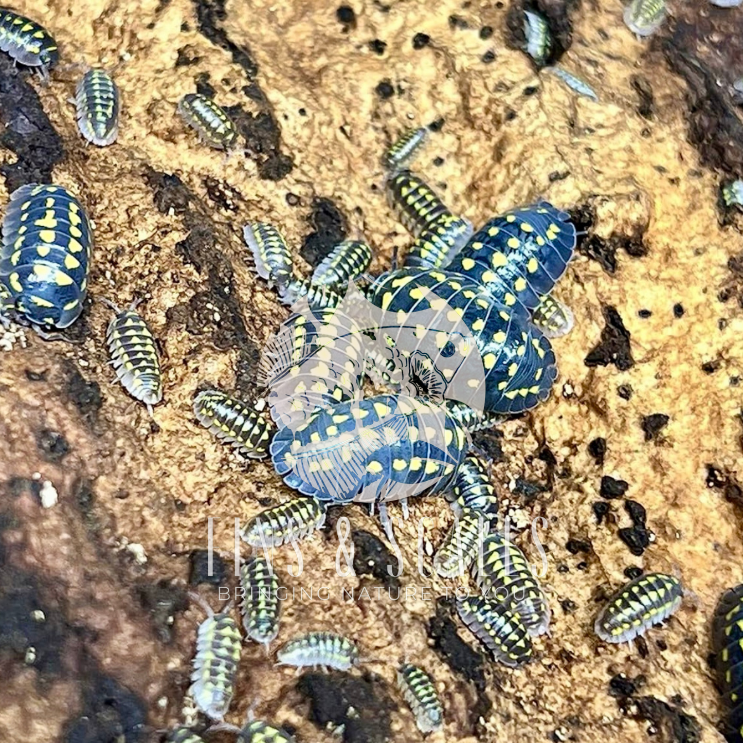 Gestroi Yellow Isopods (Armadillidium Gestroi)