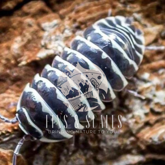 Zebra Isopods (Armadillidium maculatum)