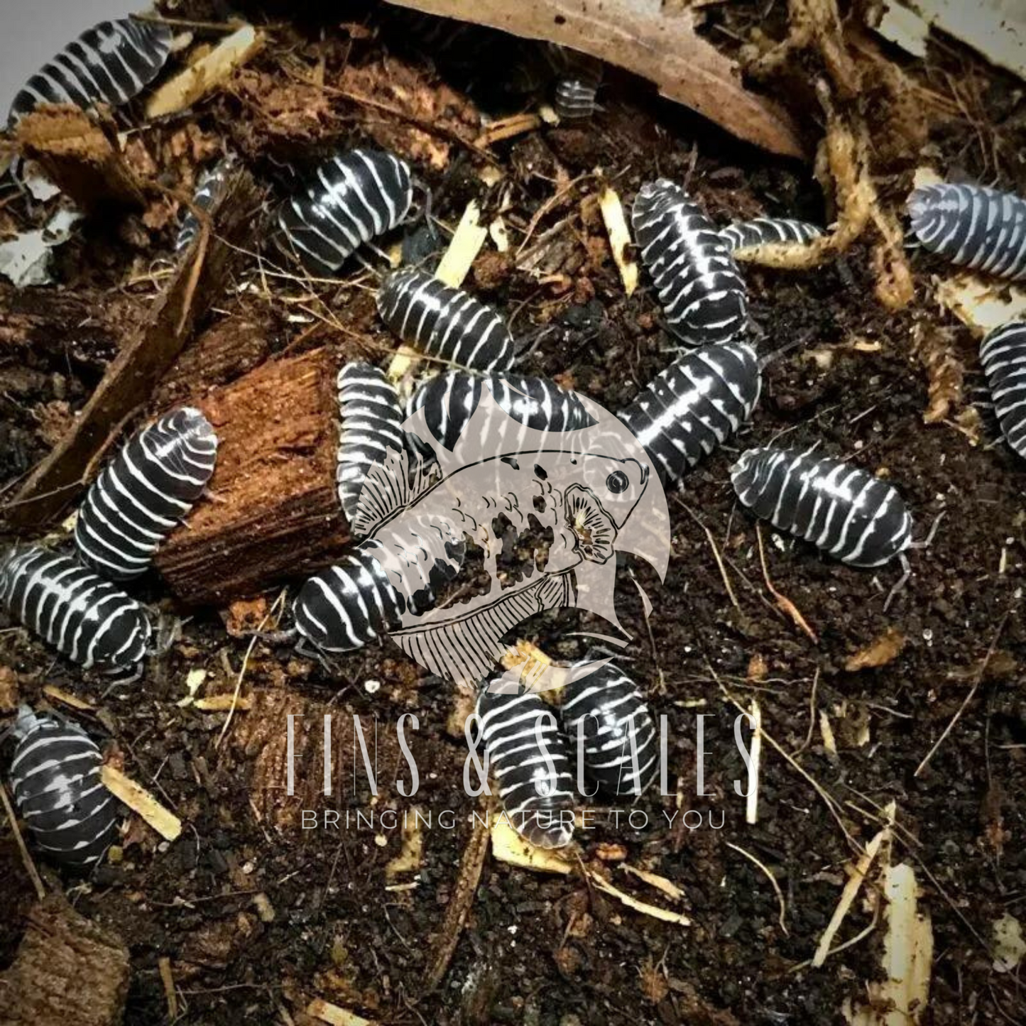 Zebra Isopods (Armadillidium maculatum)