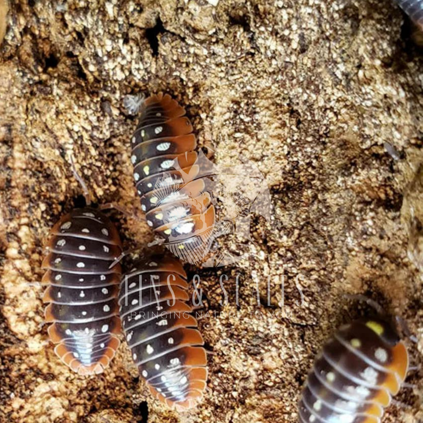 Klugii “Clown” Isopods (Armadillidium Klugii)