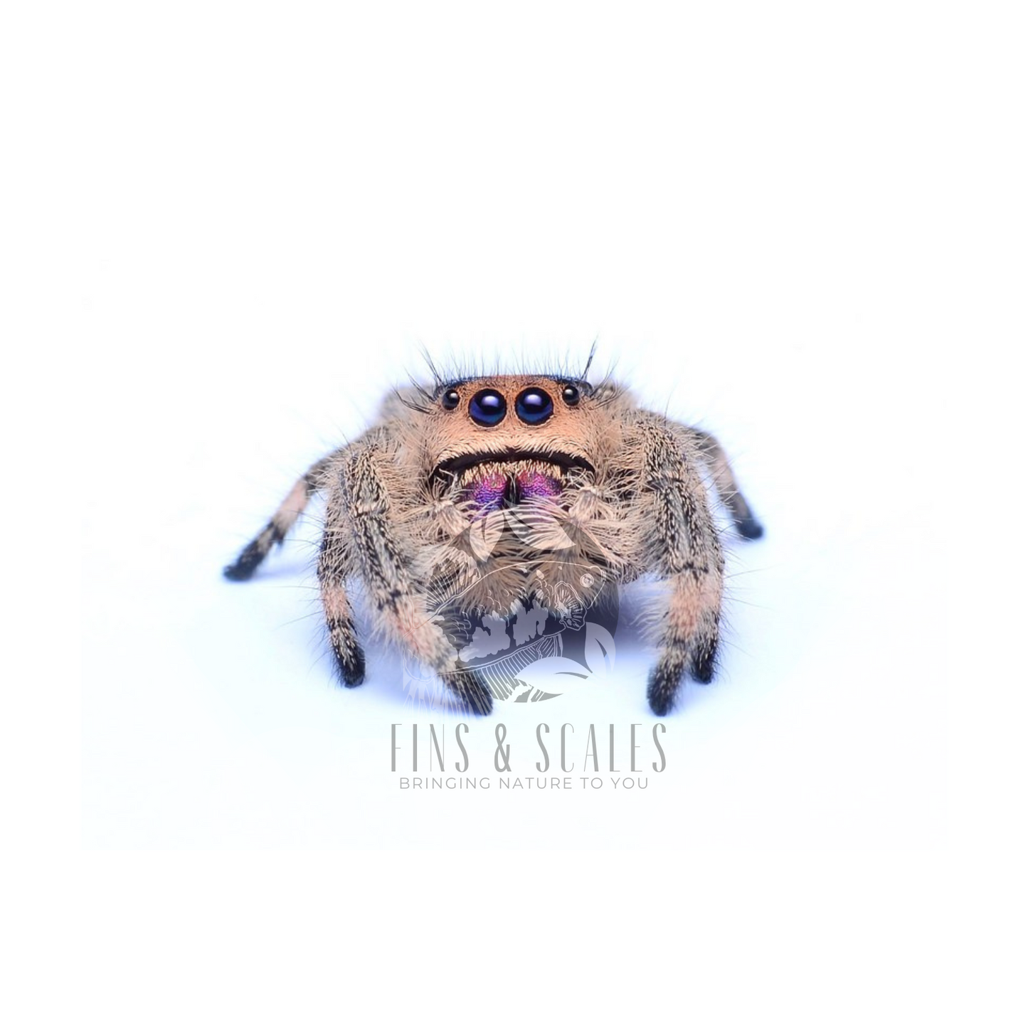 Regal Jumping Spiders