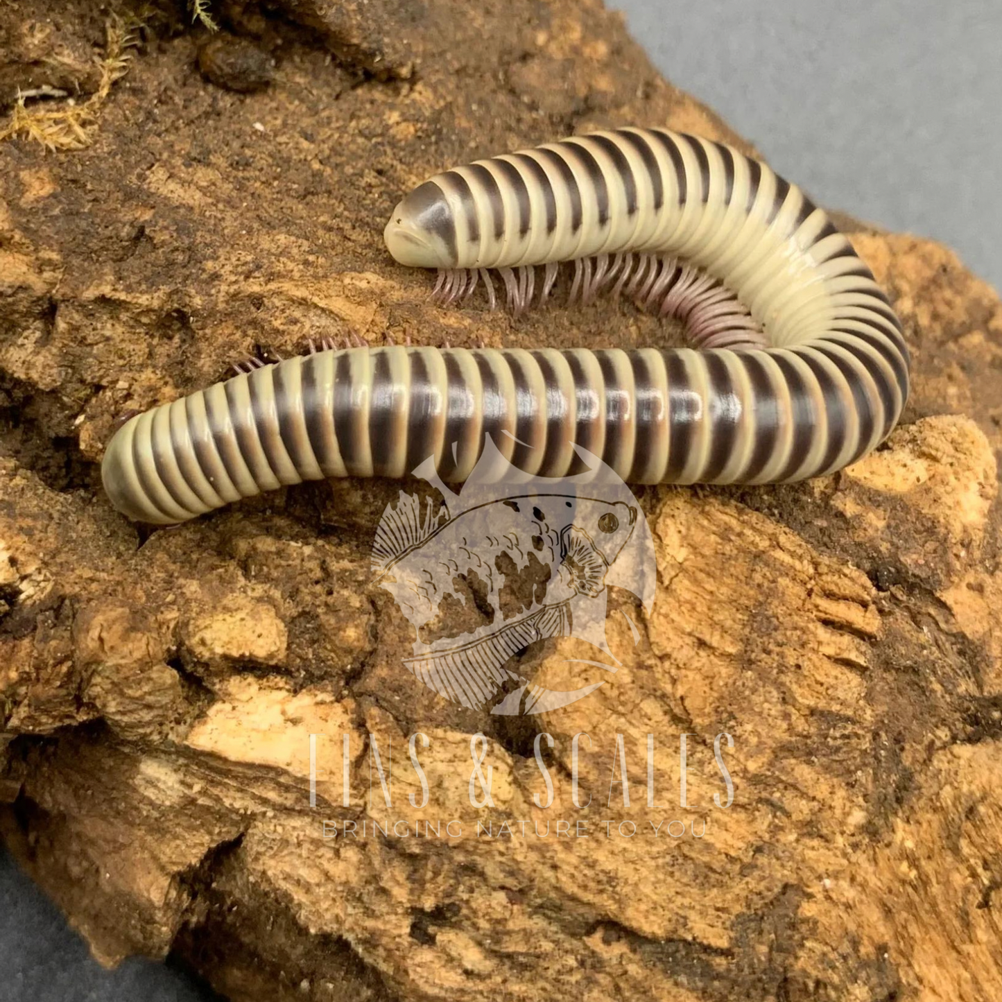 Black & White Ivory Millipede