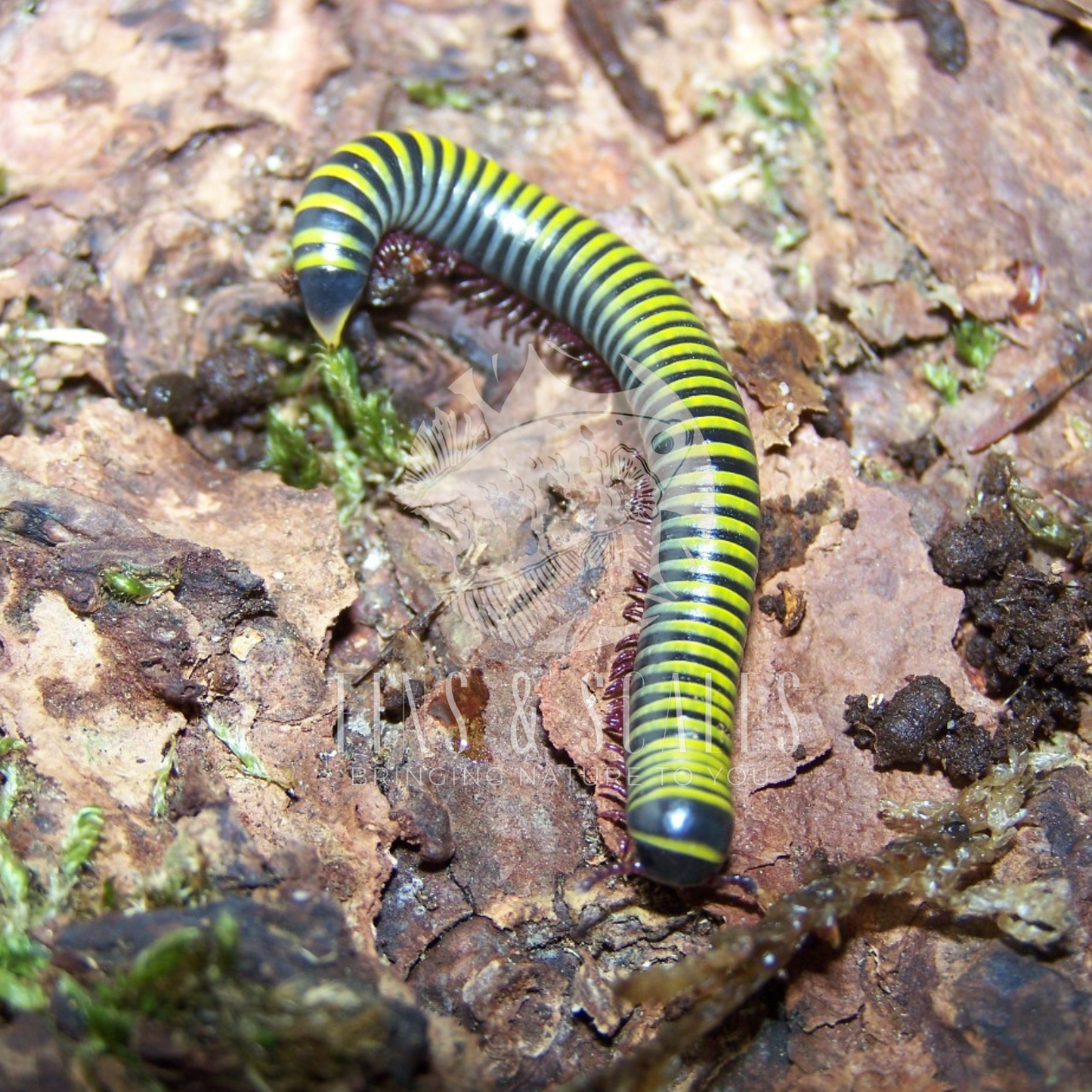 Jamaican BumbleBee Millipede