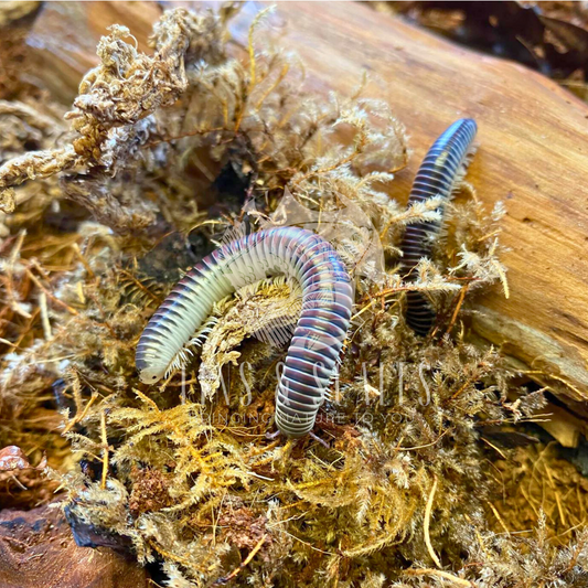 Purple Ivory Millipede