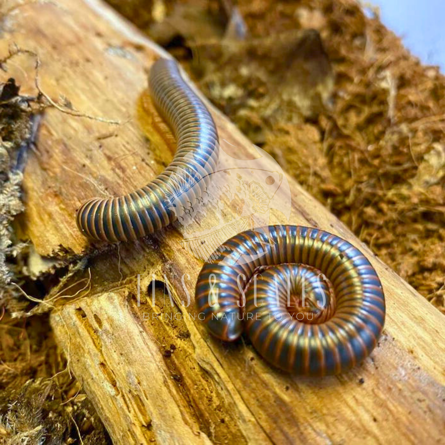 Giant Banded Pink Foot Millipede