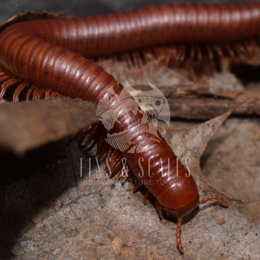 Scarlet Millipede