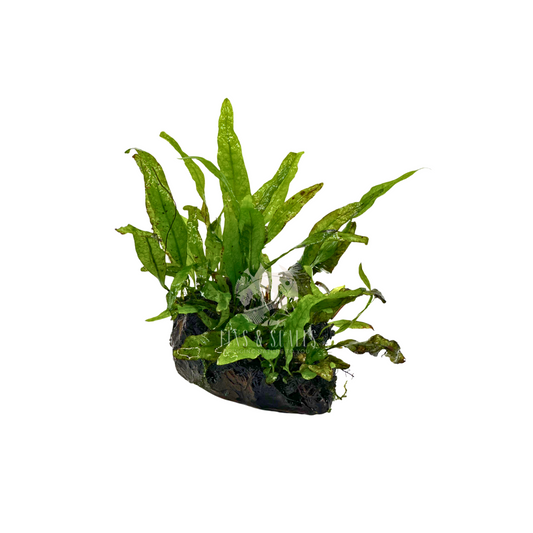 Moponi wood with Java Fern #02