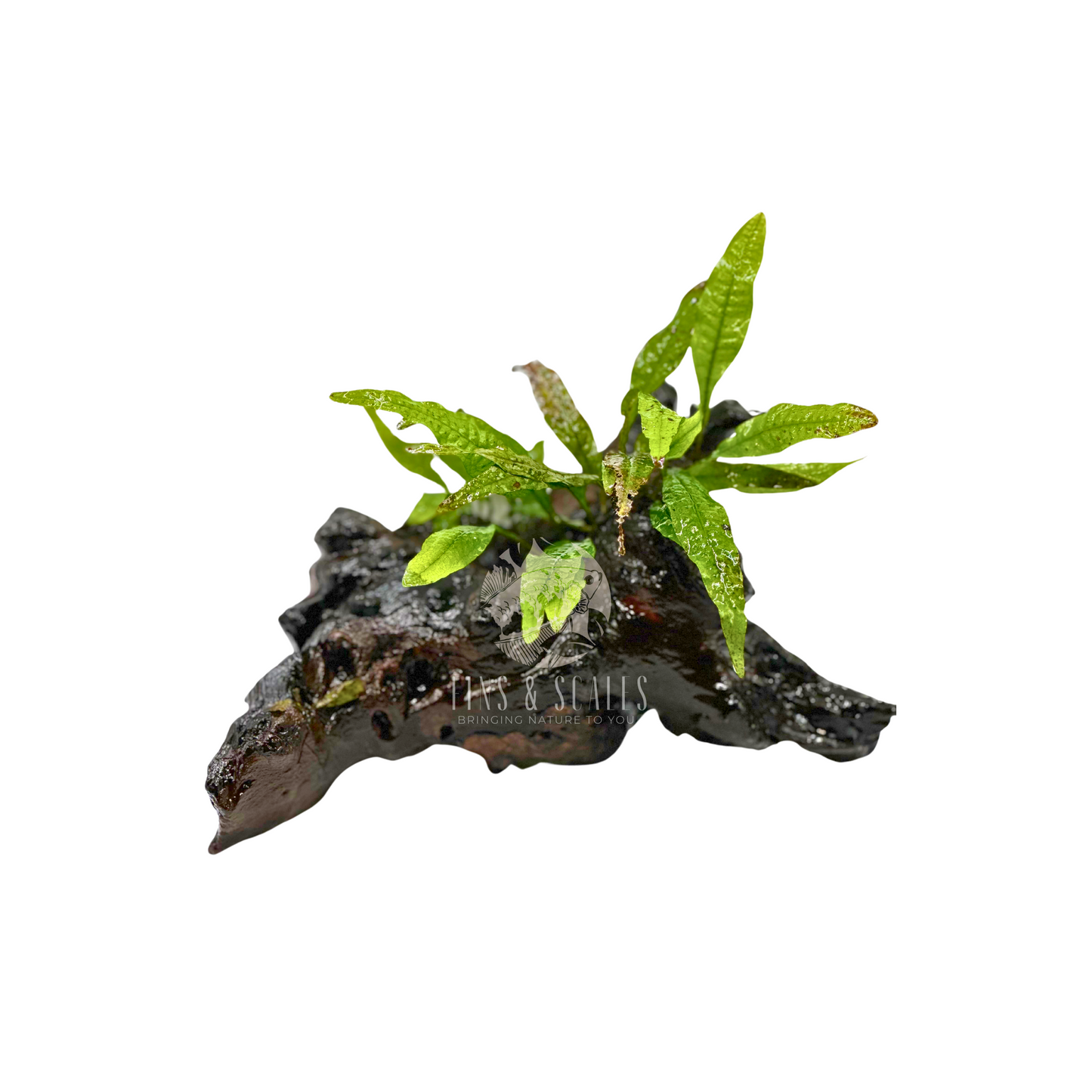 Moponi wood with Java fern #03